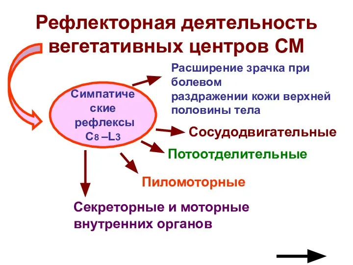 Рефлекторная деятельность вегетативных центров СМ Симпатические рефлексы C8 –L3 Расширение зрачка