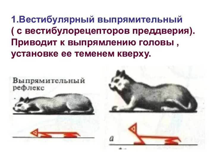 1.Вестибулярный выпрямительный ( с вестибулорецепторов преддверия). Приводит к выпрямлению головы , установке ее теменем кверху.