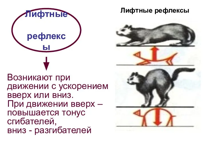 Лифтные рефлексы Возникают при движении с ускорением вверх или вниз. При