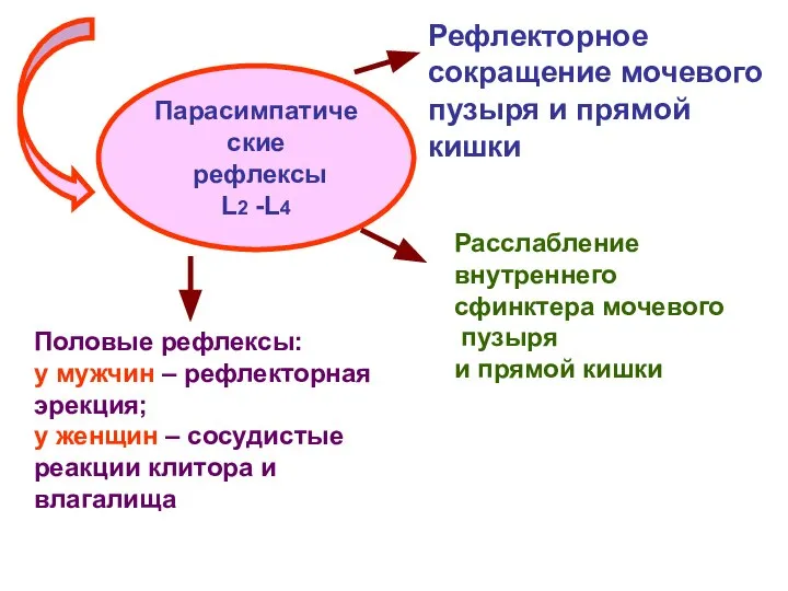 Парасимпатические рефлексы L2 -L4 Рефлекторное сокращение мочевого пузыря и прямой кишки