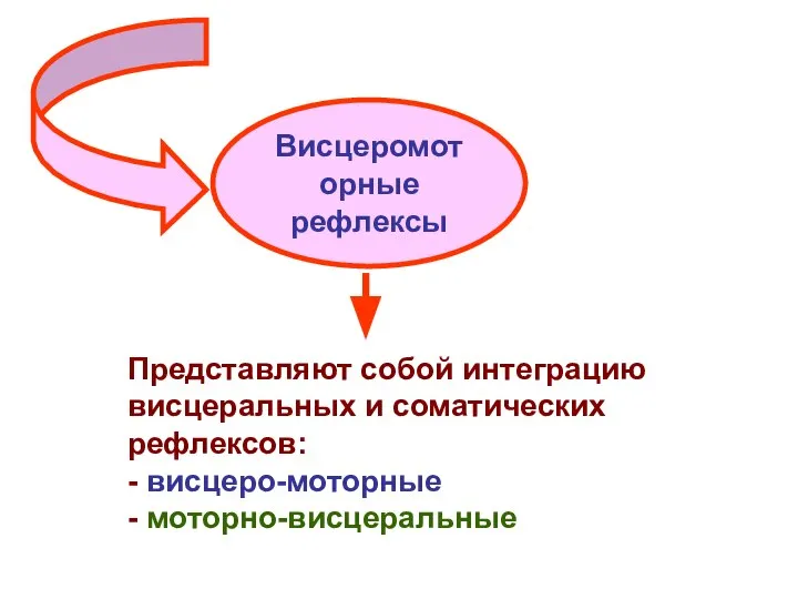 Висцеромоторные рефлексы Представляют собой интеграцию висцеральных и соматических рефлексов: - висцеро-моторные - моторно-висцеральные