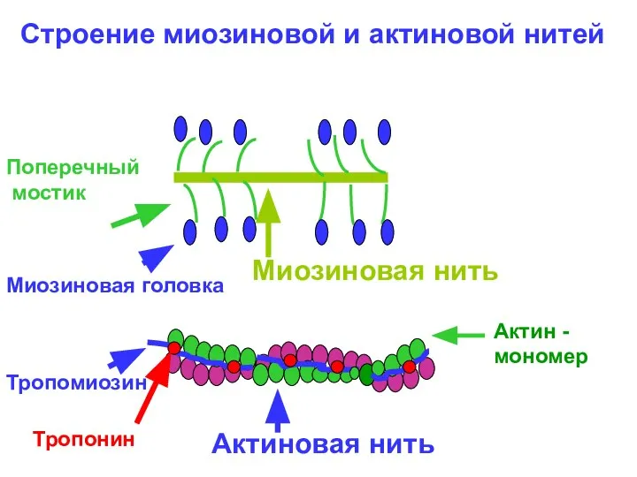 Строение миозиновой и актиновой нитей Миозиновая нить Актин - мономер Тропомиозин