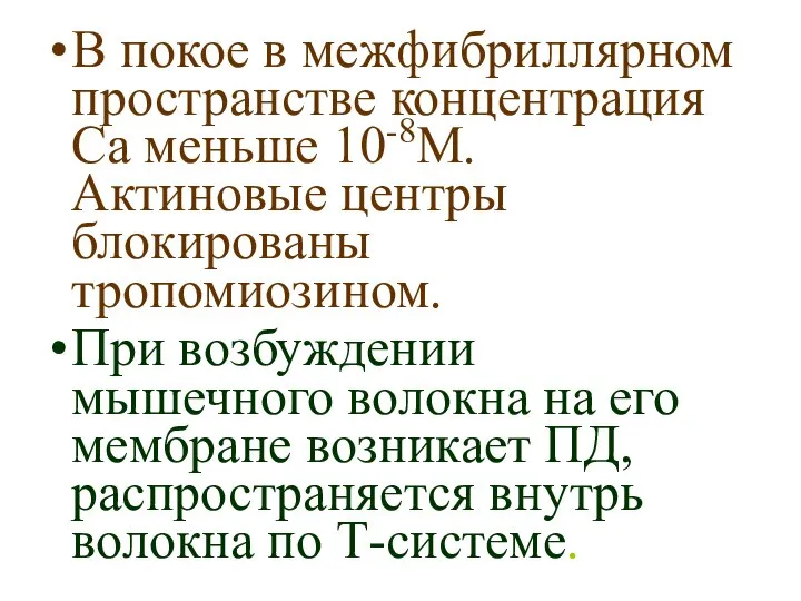 В покое в межфибриллярном пространстве концентрация Са меньше 10-8М. Актиновые центры