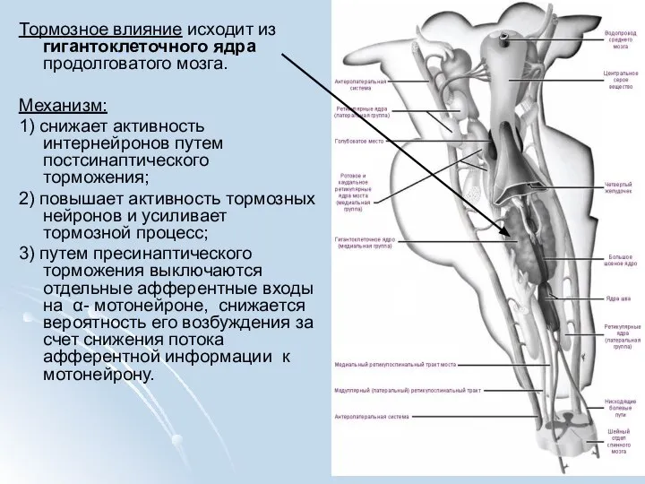 Тормозное влияние исходит из гигантоклеточного ядра продолговатого мозга. Механизм: 1) снижает