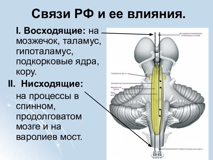 Связи РФ и ее влияния. I. Восходящие: на мозжечок, таламус, гипоталамус,