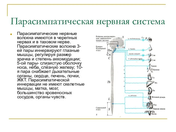 Парасимпатическая нервная система Парасимпатические нервные волокна имеются в черепных нервах и