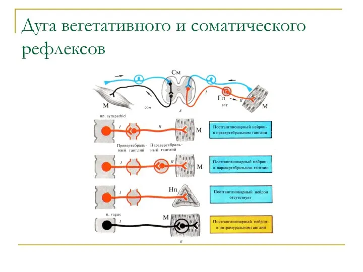 Дуга вегетативного и соматического рефлексов