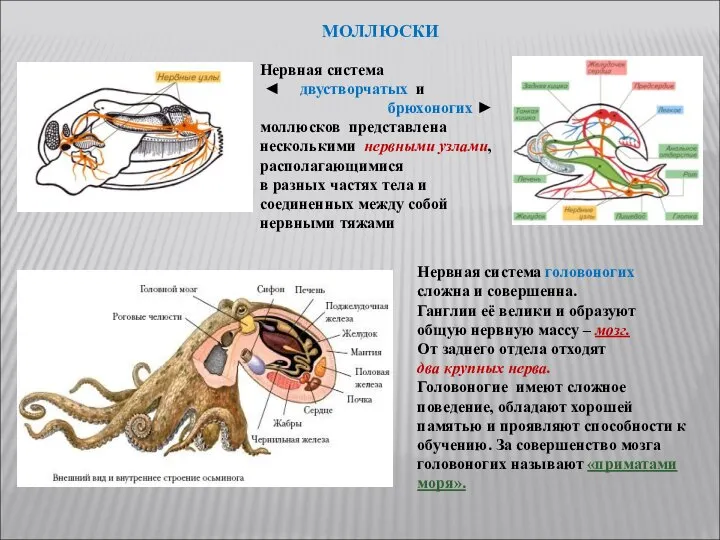 Нервная система ◄ двустворчатых и брюхоногих ► моллюсков представлена несколькими нервными
