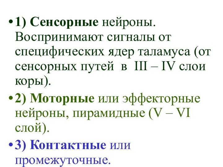 1) Сенсорные нейроны. Воспринимают сигналы от специфических ядер таламуса (от сенсорных