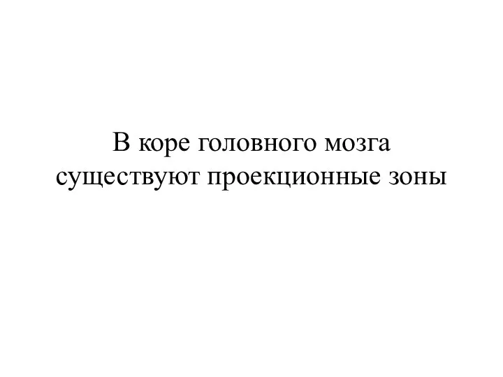 В коре головного мозга существуют проекционные зоны