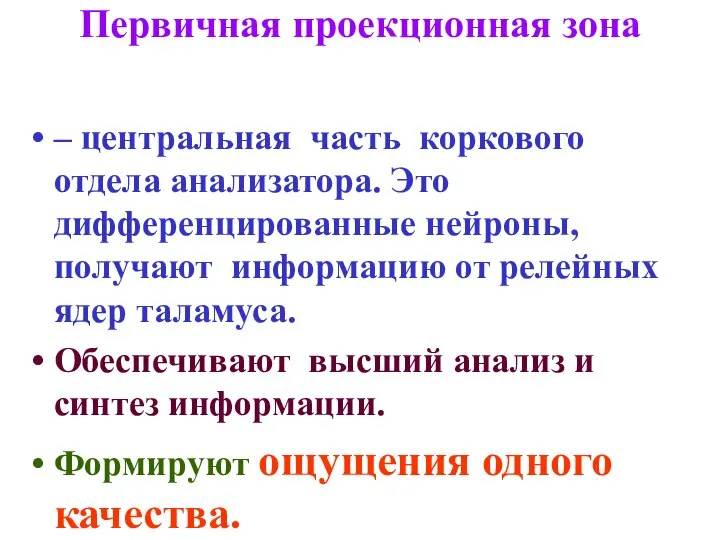 Первичная проекционная зона – центральная часть коркового отдела анализатора. Это дифференцированные