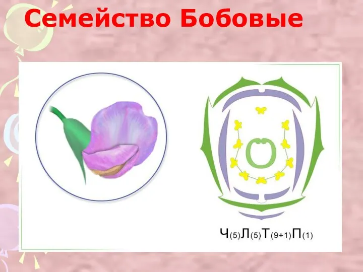 Семейство Бобовые