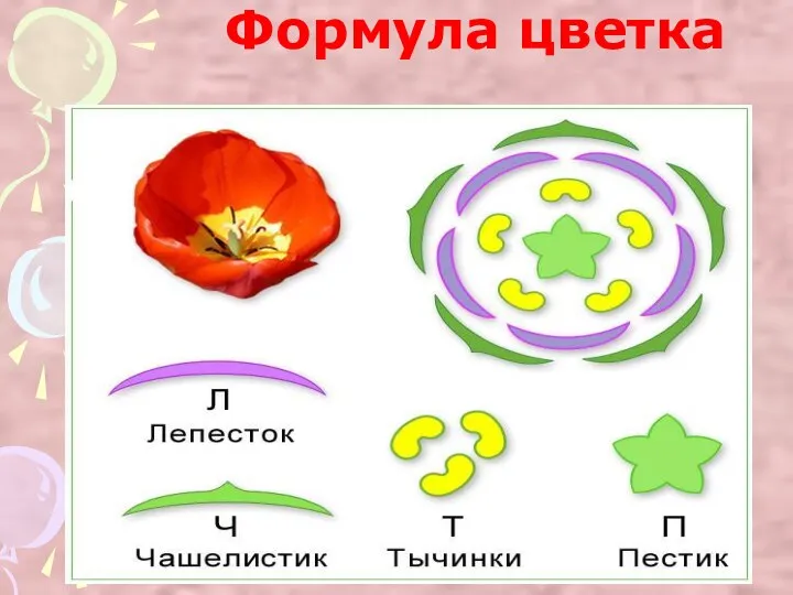 Формула цветка