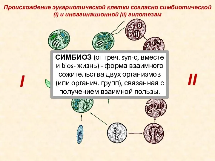 Происхождение эукариотической клетки согласно симбиотической (I) и инвагинационной (II) гипотезам I