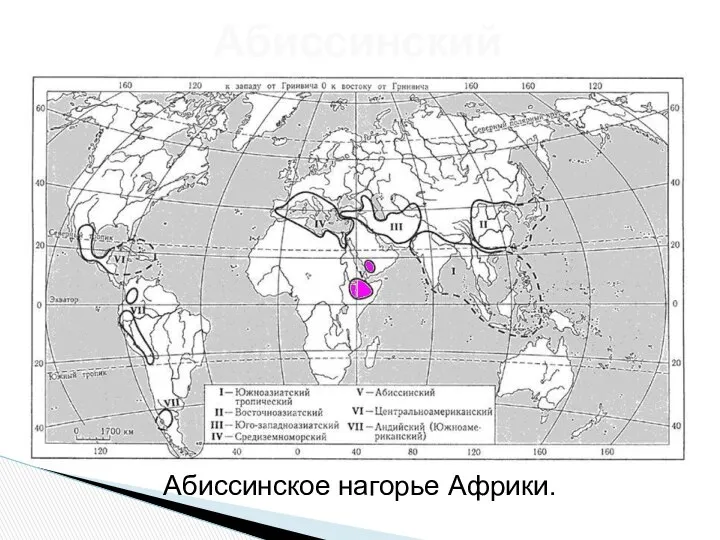 Абиссинский Абиссинское нагорье Африки.