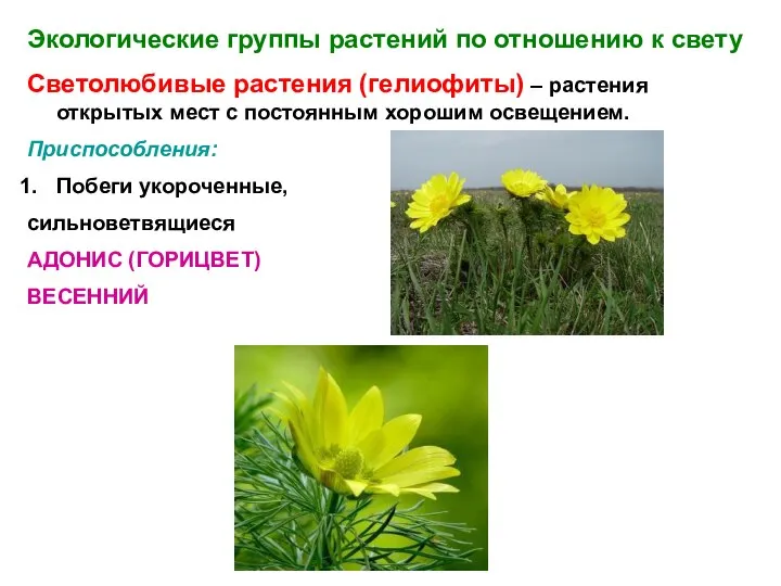 Экологические группы растений по отношению к свету Светолюбивые растения (гелиофиты) –