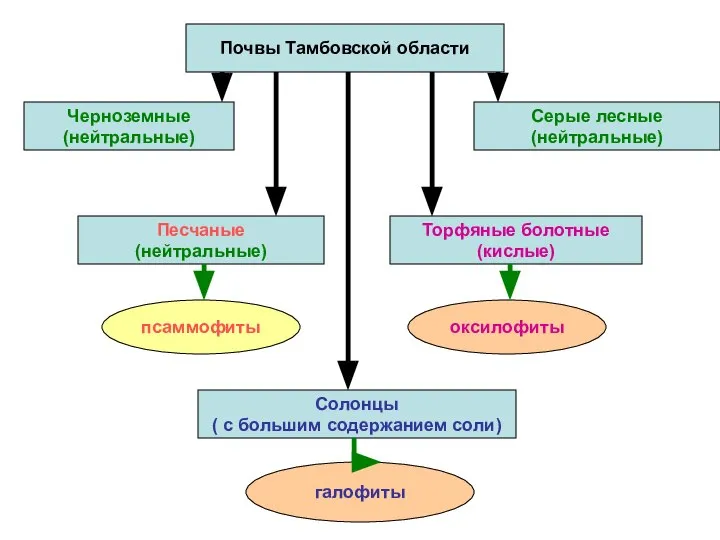 Почвы Тамбовской области Серые лесные (нейтральные) Черноземные (нейтральные) Солонцы ( с