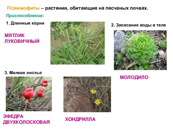 Псаммофиты – растения, обитающие на песчаных почвах. Приспособления: 1. Длинные корни