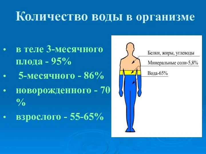 Количество воды в организме в теле 3-месячного плода - 95% 5-месячного