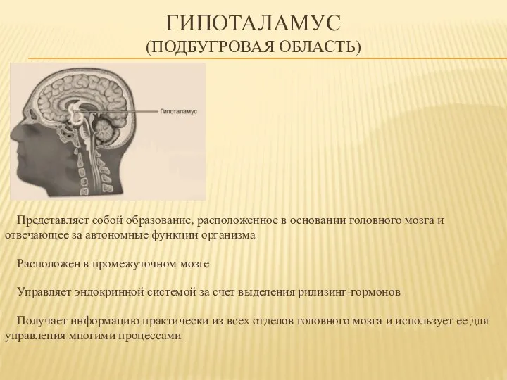 ГИПОТАЛАМУС (подбугровая область) Представляет собой образование, расположенное в основании головного мозга