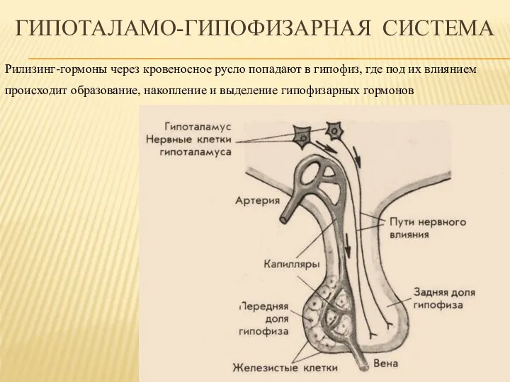 Гипоталамо-гипофизарная система Рилизинг-гормоны через кровеносное русло попадают в гипофиз, где под