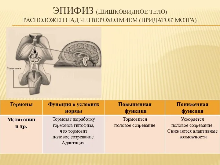 Эпифиз (шишковидное тело) Расположен над четверохолмием (придаток мозга)