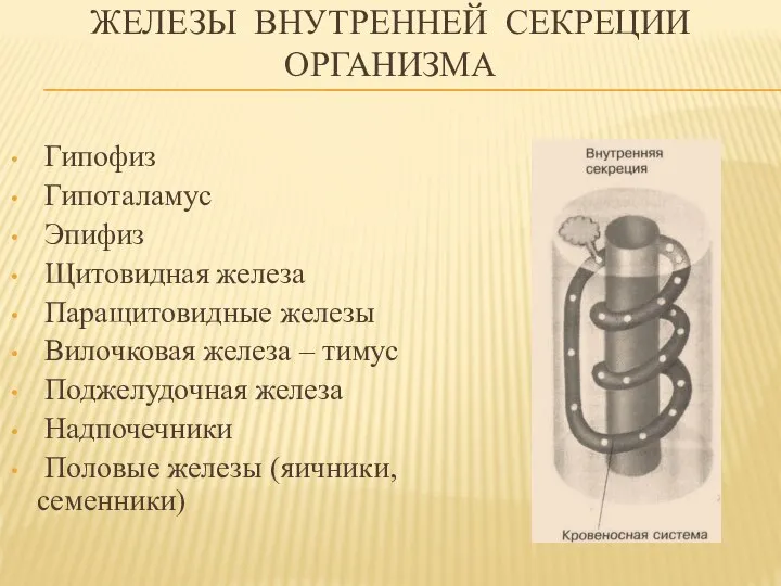 Железы внутренней секреции организма Гипофиз Гипоталамус Эпифиз Щитовидная железа Паращитовидные железы