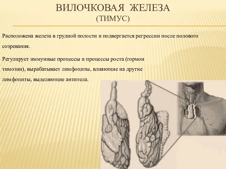 Вилочковая железа (тимус) Расположена железа в грудной полости и подвергается регрессии