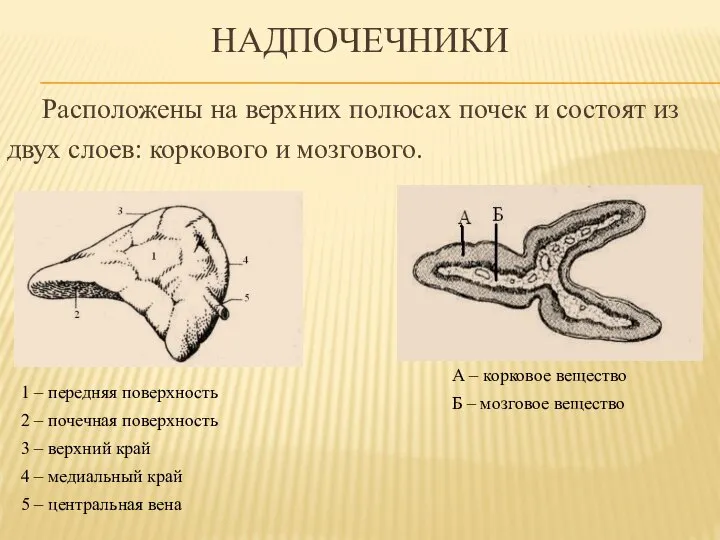 надпочечники Расположены на верхних полюсах почек и состоят из двух слоев: