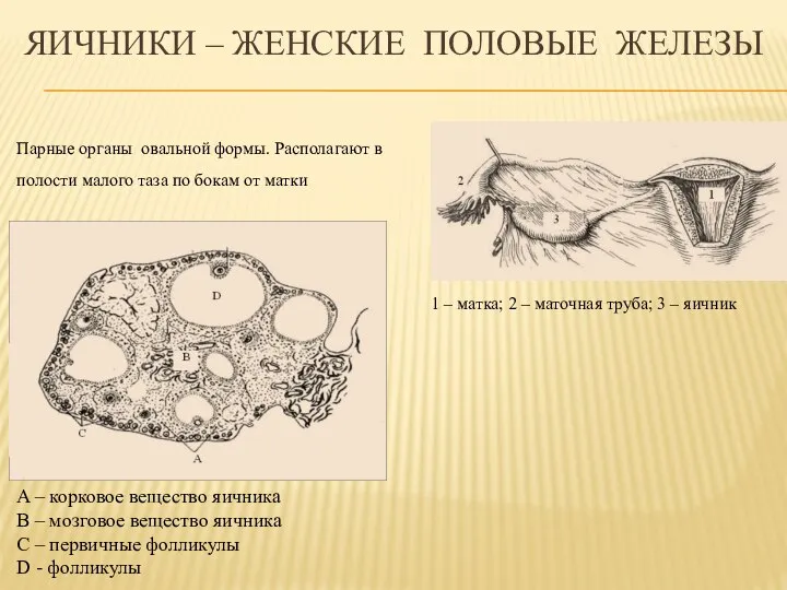 Яичники – женские половые железы 1 – матка; 2 – маточная