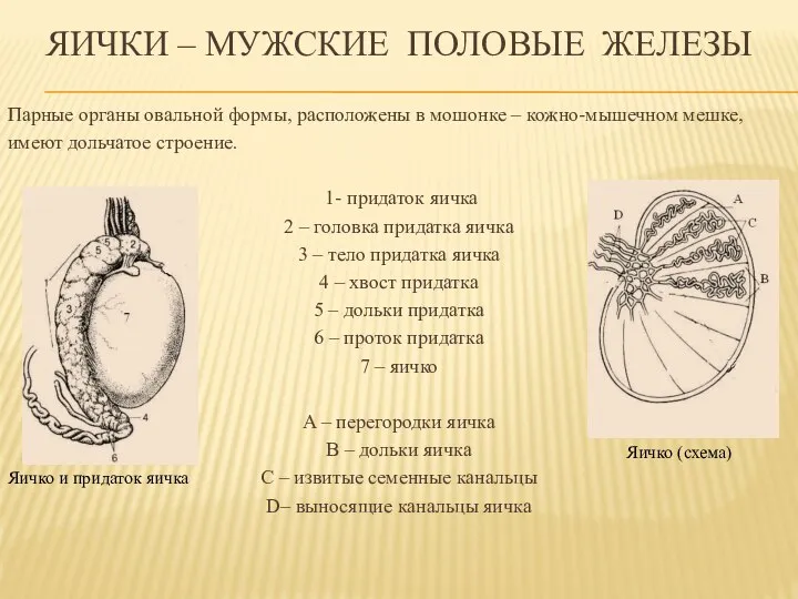 Яички – мужские половые железы Парные органы овальной формы, расположены в