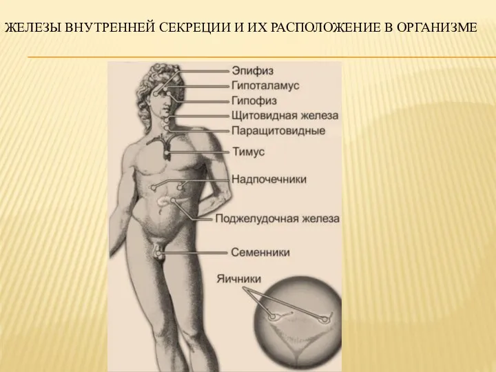 Железы внутренней секреции и их расположение в организме