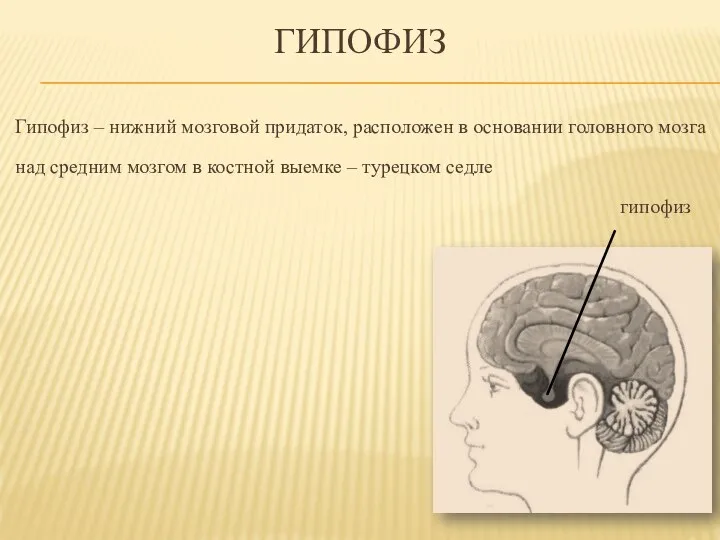 Гипофиз Гипофиз – нижний мозговой придаток, расположен в основании головного мозга