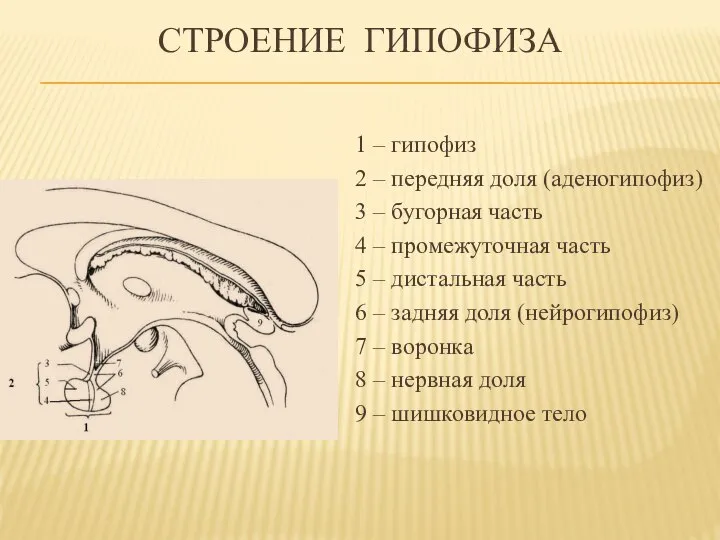 Строение гипофиза 1 – гипофиз 2 – передняя доля (аденогипофиз) 3