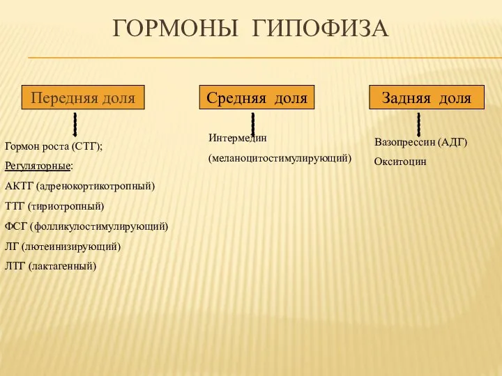 Гормоны гипофиза Передняя доля Средняя доля Задняя доля Гормон роста (СТГ);