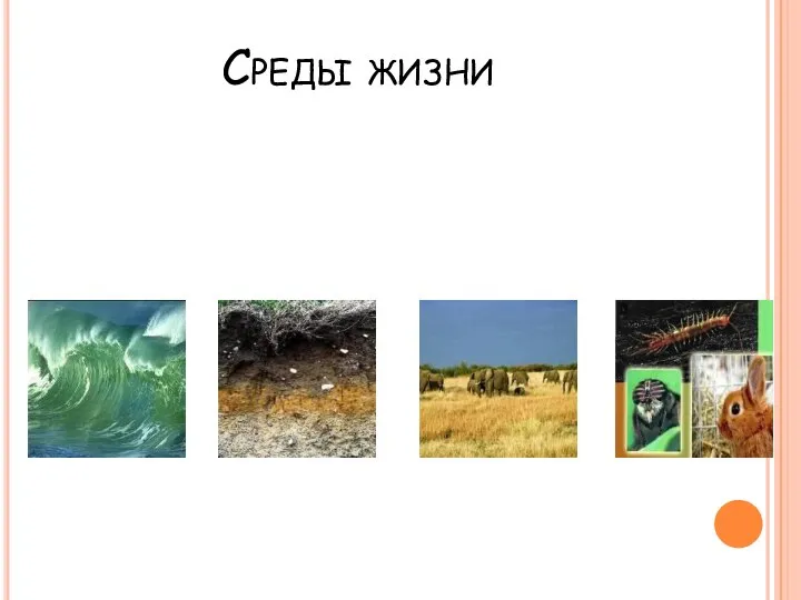 Среды жизни