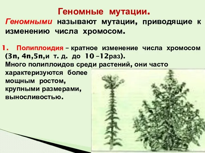 Геномные мутации. Геномными называют мутации, приводящие к изменению числа хромосом. Полиплоидия