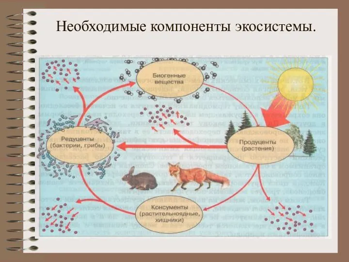 Необходимые компоненты экосистемы.