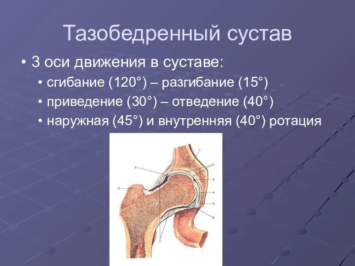 Тазобедренный сустав 3 оси движения в суставе: сгибание (120°) – разгибание