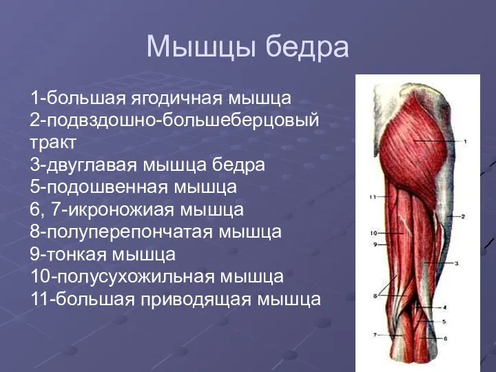 Мышцы бедра 1-большая ягодичная мышца 2-подвздошно-большеберцовый тракт 3-двуглавая мышца бедра 5-подошвенная