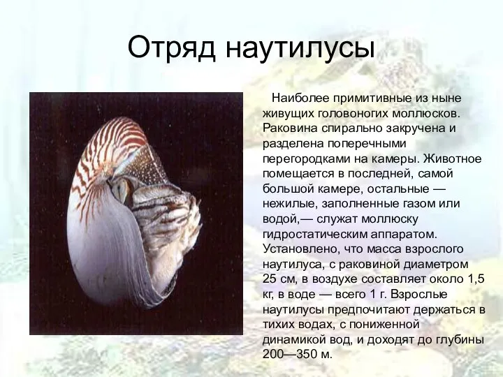 Отряд наутилусы Наиболее примитивные из ныне живущих головоногих моллюсков. Раковина спирально