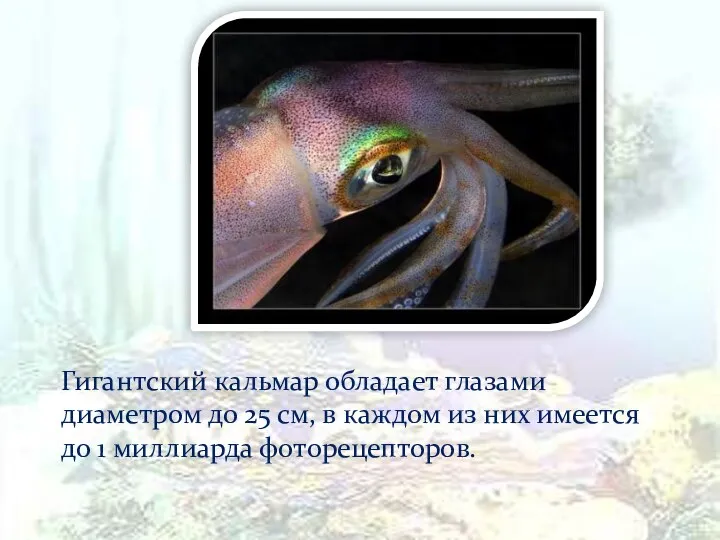 Гигантский кальмар обладает глазами диаметром до 25 см, в каждом из