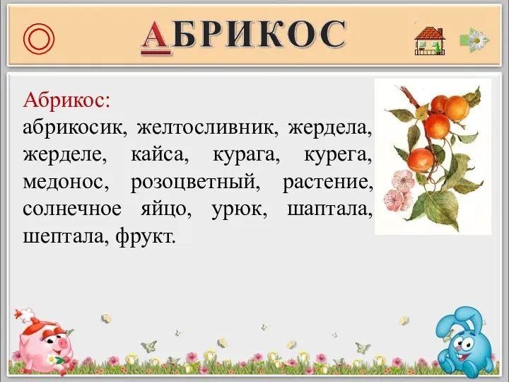 Абрикос: абрикосик, желтосливник, жердела, жерделе, кайса, курага, курега, медонос, розоцветный, растение,