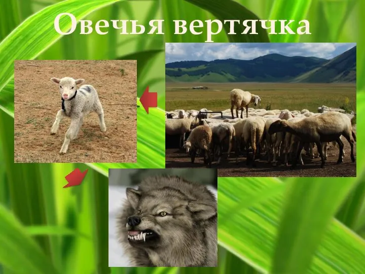 Овечья вертячка