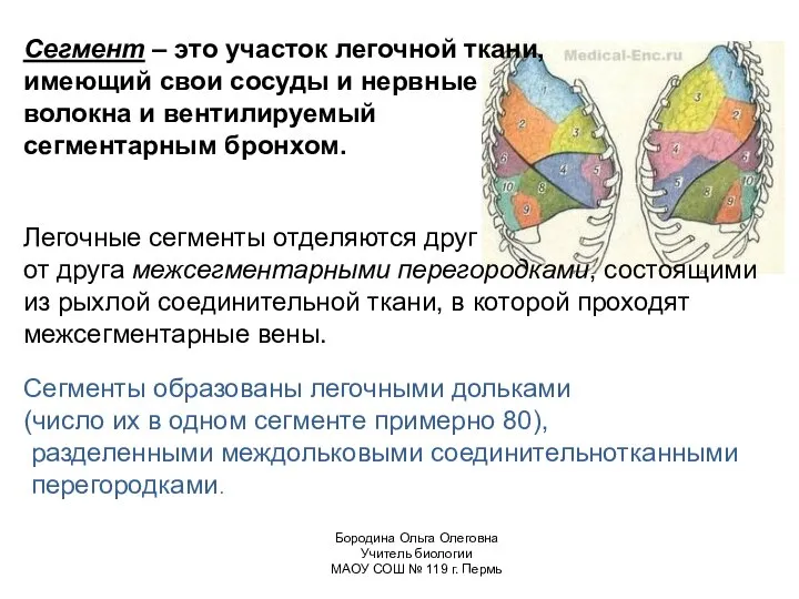 Сегмент – это участок легочной ткани, имеющий свои сосуды и нервные