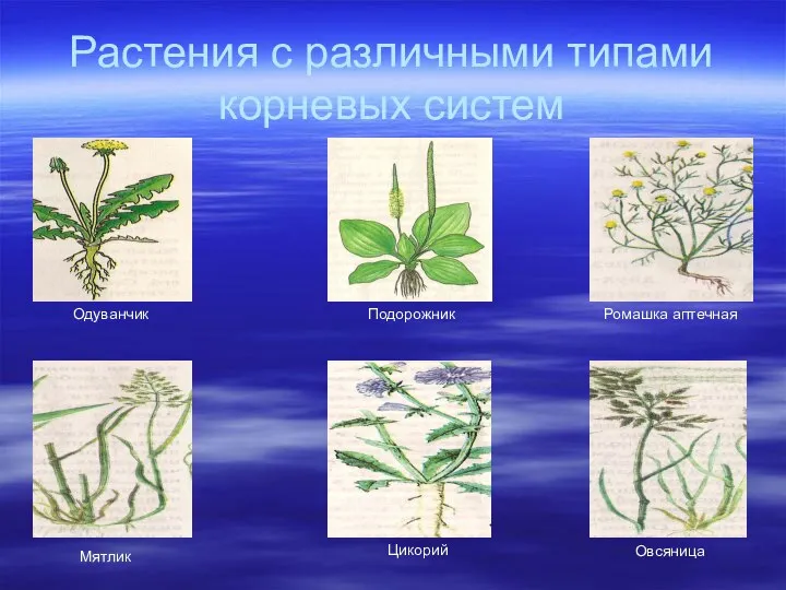 Растения с различными типами корневых систем Ромашка аптечная Подорожник Одуванчик Мятлик Цикорий Овсяница