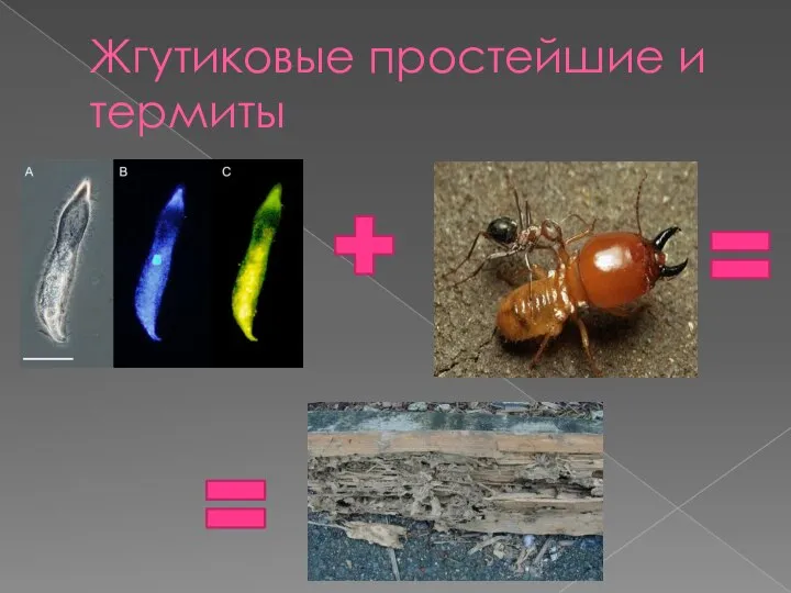 Жгутиковые простейшие и термиты