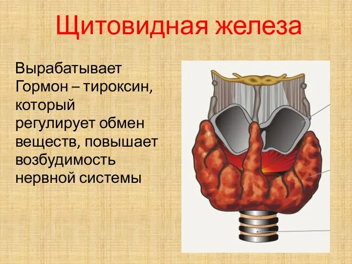 Щитовидная железа Вырабатывает Гормон – тироксин, который регулирует обмен веществ, повышает возбудимость нервной системы