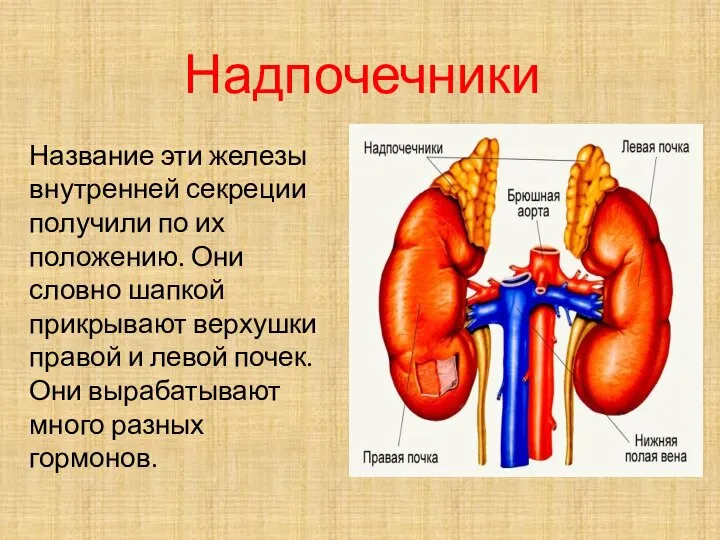 Надпочечники Название эти железы внутренней секреции получили по их положению. Они