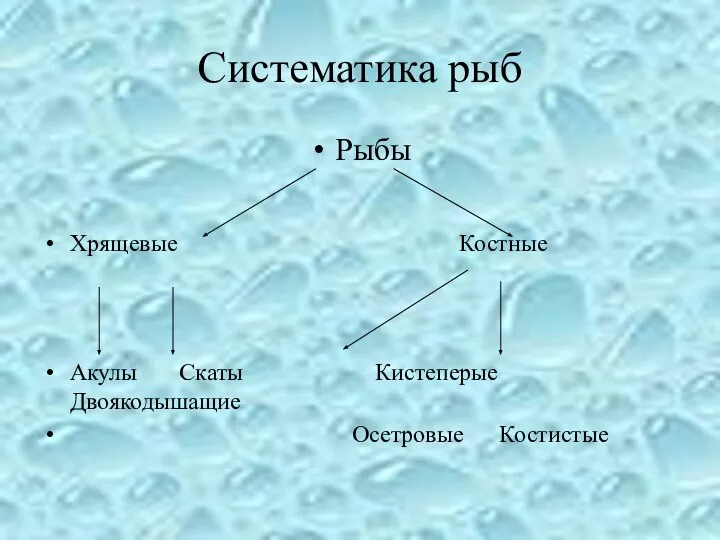 Систематика рыб Рыбы Хрящевые Костные Акулы Скаты Кистеперые Двоякодышащие Осетровые Костистые